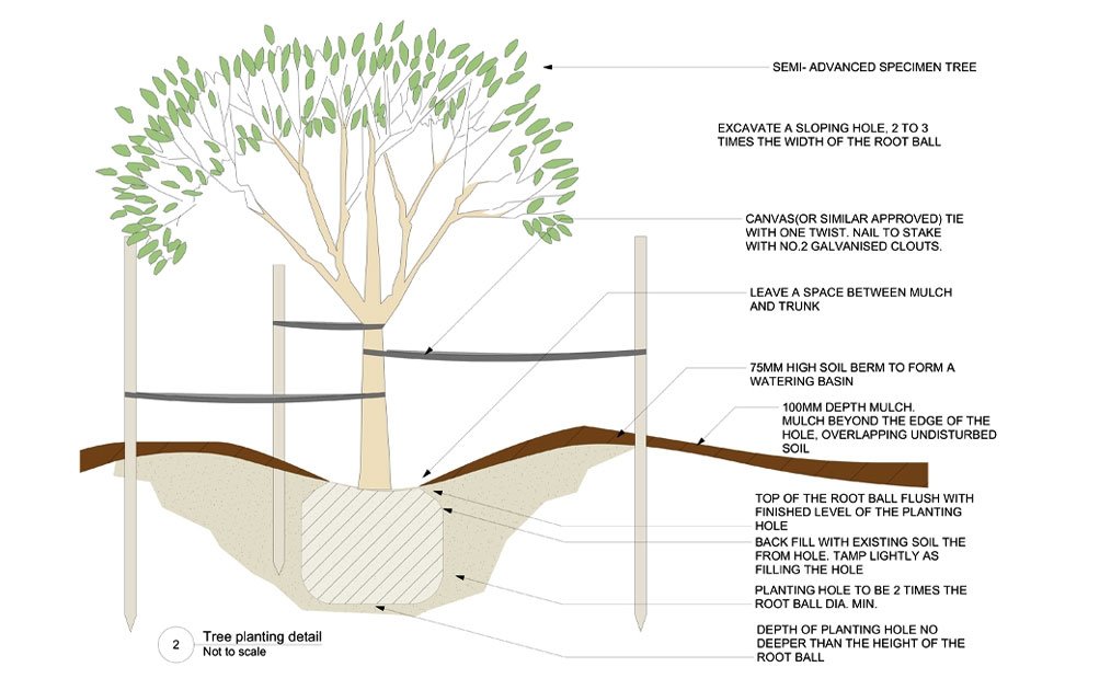 Checking Tree Planting Tree Management Consultancy